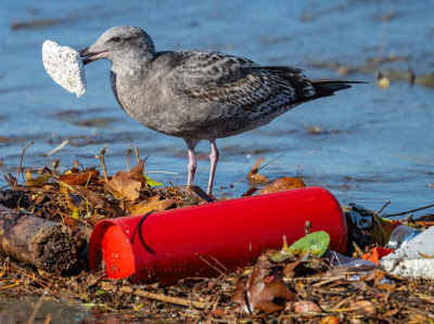 العناصر الأساسية المفقودة من محادثات معاهدة البلاستيك 7 d41586 025 03469 8 26984242