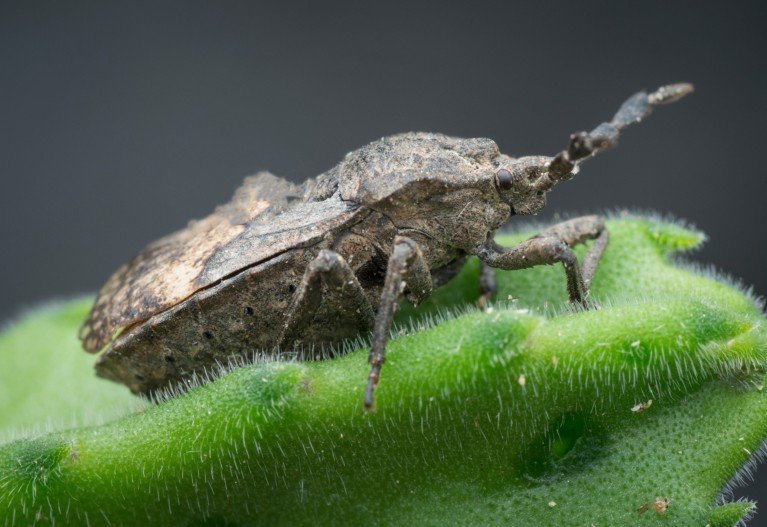 d41586 025 03483 w 51596320