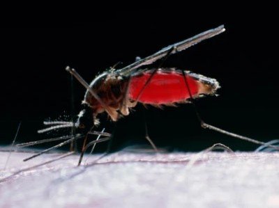 تساعد الحيوانات المنوية المتوهجة على كشف أسرار جنس البعوض 3 d41586 025 03535 1 25237604