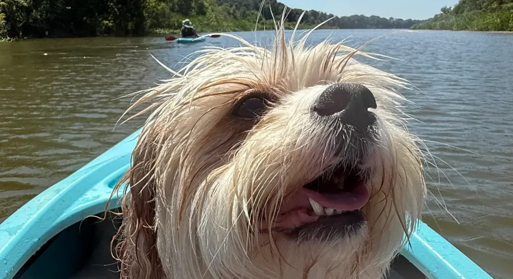 dog kayaking