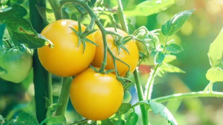 لماذا بعض الطماطم صفراء؟ الباحثون يحلون اللغز
