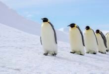a row of emperor penguins walking in the snow