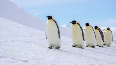 a row of emperor penguins walking in the snow