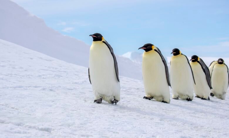 a row of emperor penguins walking in the snow
