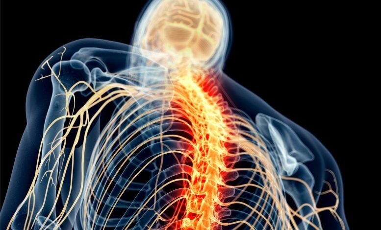 اكتشاف "خريطة الألم" في الدماغ: يجد العلماء طريقًا خاليًا من المواد الأفيونية للإغاثة 1 الألم العصبي للنخاع الشوكي Illustration