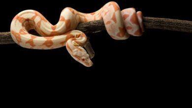 ثعبان البوا ذو الذيل الأحمر معلق على فرع