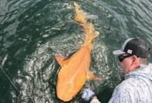 A photograph of an orange shark with xanthism caught on a line next to a boat.