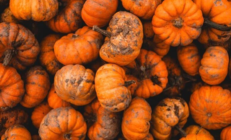 القرع الصغير القذر