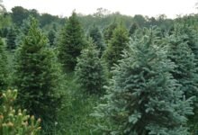Christmas tree farm.