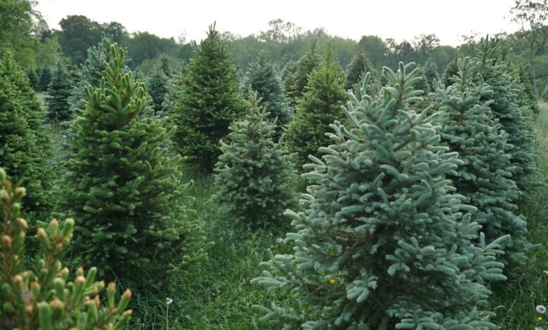 Christmas tree farm.