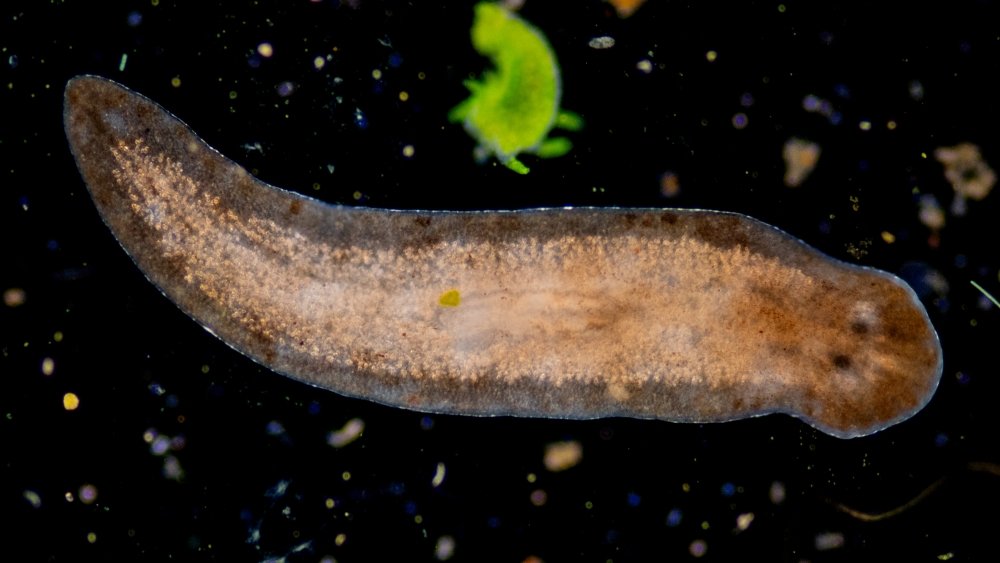 الخلايا الجذعية من الديدان الخالدة تتحدى قوانين علم الأحياء الخلايا الجذعية من الديدان الخالدة تتحدى قوانين علم الأحياء