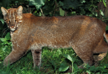Asian golden cat prowling in a forest.