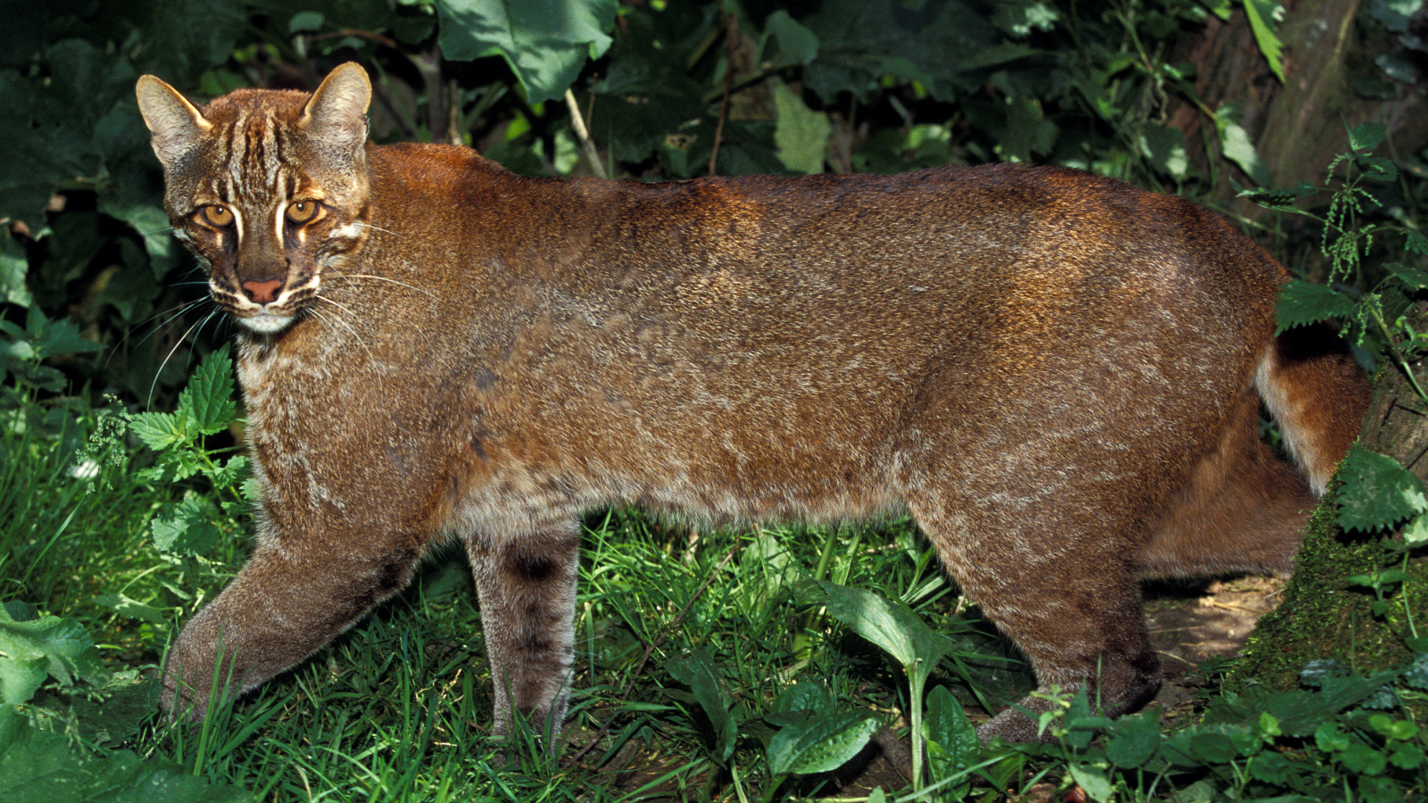 القط الذهبي الآسيوي: "القطط ذو الأزياء المتعددة" الذي يقطف الطيور قبل أن يأكلها 3 Asian golden cat prowling in a forest.