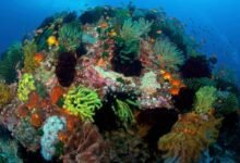 A colorful coral reef in the Philippines.