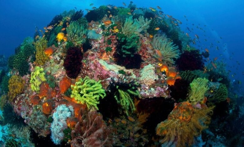 A colorful coral reef in the Philippines.