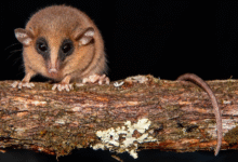a small brown mouse-like marsupial with large black eyes, small ears, and a long, narrow nose sits on a branch and stares at the camera