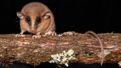 a small brown mouse-like marsupial with large black eyes, small ears, and a long, narrow nose sits on a branch and stares at the camera
