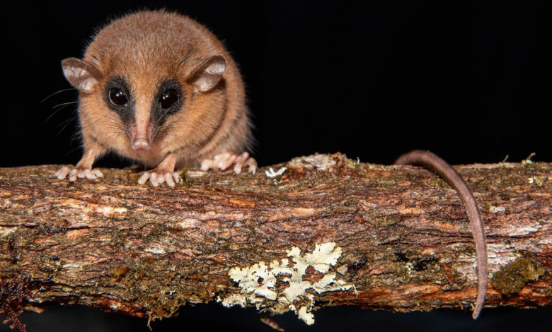 a small brown mouse-like marsupial with large black eyes, small ears, and a long, narrow nose sits on a branch and stares at the camera