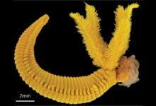 Photograph of the yellow tube worm against a black background.