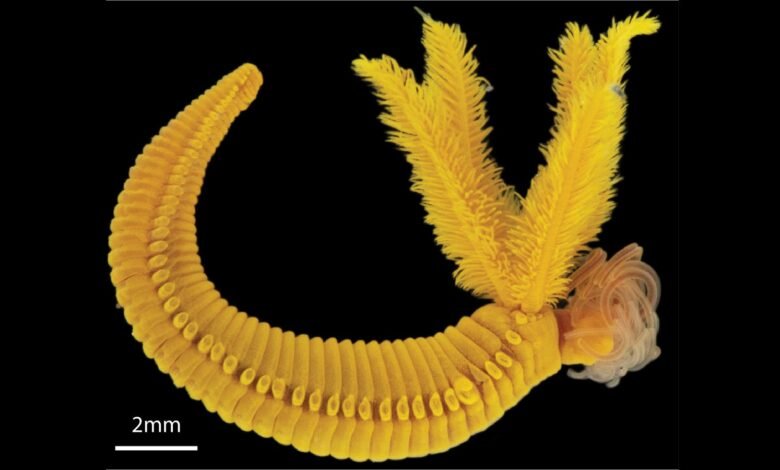 بارالفينيلا هيسليري: الدودة الصفراء التي تعيش في الحمض وتحارب السم بالسم 1 Photograph of the yellow tube worm against a black background.