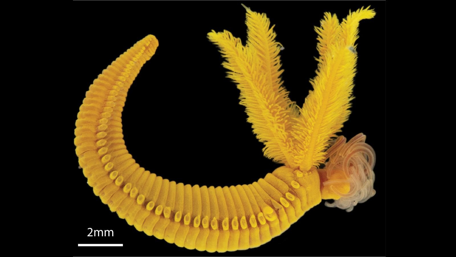 بارالفينيلا هيسليري: الدودة الصفراء التي تعيش في الحمض وتحارب السم بالسم 3 Photograph of the yellow tube worm against a black background.