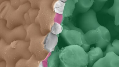 بدأ العلماء في فك اللغة السرية للنباتات