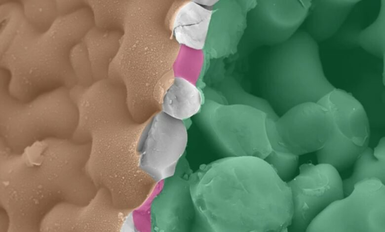 بدأ العلماء في فك اللغة السرية للنباتات