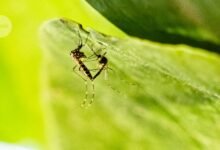 تساعد الحيوانات المنوية المتوهجة على كشف أسرار جنس البعوض