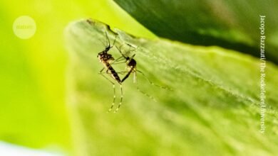 تساعد الحيوانات المنوية المتوهجة على كشف أسرار جنس البعوض 5 تساعد الحيوانات المنوية المتوهجة على كشف أسرار جنس البعوض