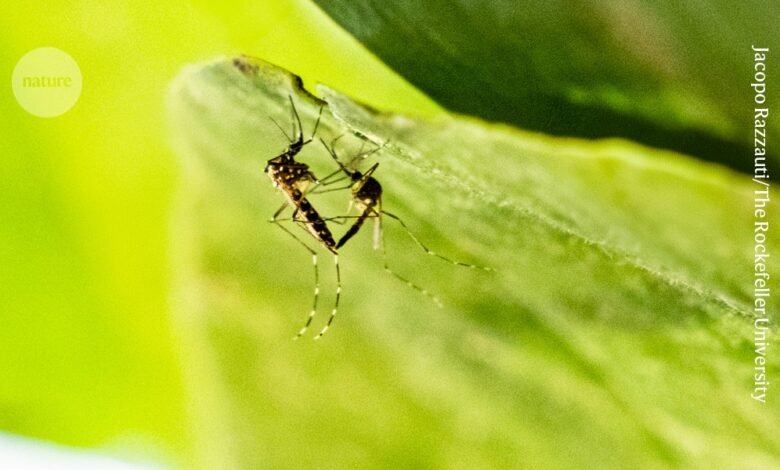 تساعد الحيوانات المنوية المتوهجة على كشف أسرار جنس البعوض 1 تساعد الحيوانات المنوية المتوهجة على كشف أسرار جنس البعوض