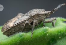 تستضيف Stinkbug 'ear' في الواقع الفطريات المقاومة للطفيليات