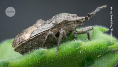 تستضيف Stinkbug 'ear' في الواقع الفطريات المقاومة للطفيليات