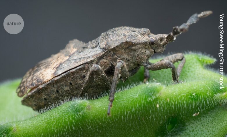 تستضيف Stinkbug 'ear' في الواقع الفطريات المقاومة للطفيليات 1 تستضيف Stinkbug 'ear' في الواقع الفطريات المقاومة للطفيليات