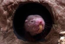 a naked mole rate pokes its head out of a tunnel