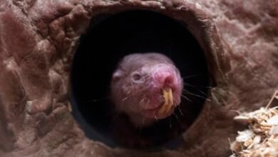 a naked mole rate pokes its head out of a tunnel
