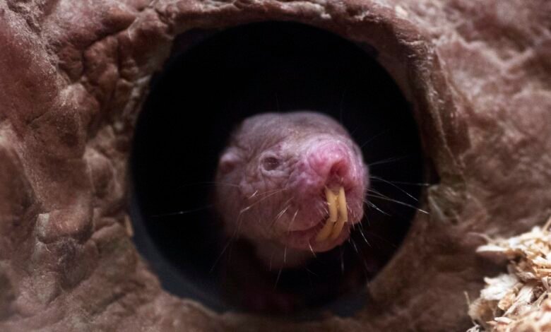 تشير الدراسة إلى أن بعض فئران الخلد العارية تعتبر منظفات للمراحيض 1 a naked mole rate pokes its head out of a tunnel