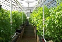 تعزيز الزراعة المستدامة بمنتج عضوي إيراني