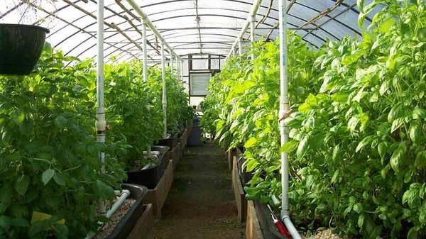 تعزيز الزراعة المستدامة بمنتج عضوي إيراني 1 تعزيز الزراعة المستدامة بمنتج عضوي إيراني