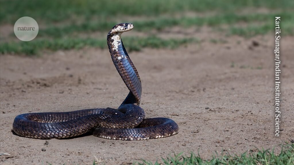 تم إجراء علاج فعال ضد مجموعة واسعة من سموم الثعابين