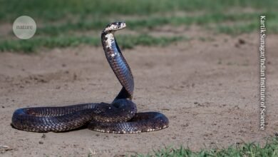 تم إجراء علاج فعال ضد مجموعة واسعة من سموم الثعابين