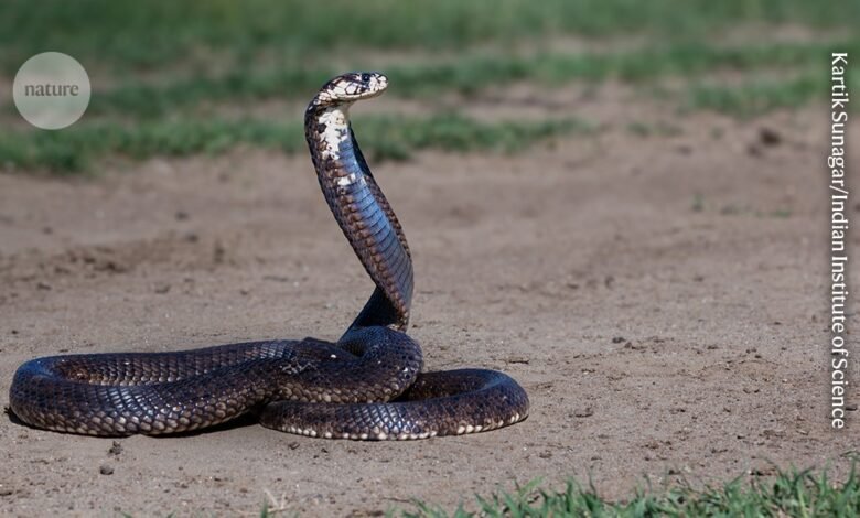 تم إجراء علاج فعال ضد مجموعة واسعة من سموم الثعابين