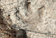 A 3-toed dinosaur footprint in the ground in Texas.