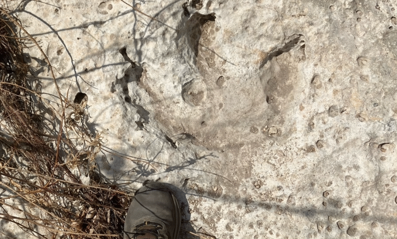 تم اكتشاف آثار ديناصور عمرها 115 مليون عام في تكساس بعد الفيضانات المدمرة 1 A 3-toed dinosaur footprint in the ground in Texas.