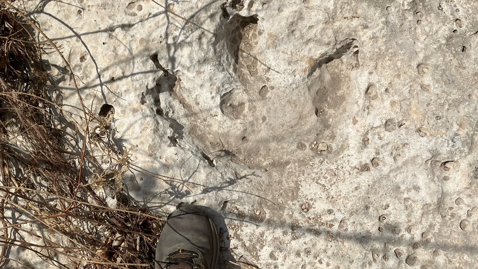 تم اكتشاف آثار ديناصور عمرها 115 مليون عام في تكساس بعد الفيضانات المدمرة 3 A 3-toed dinosaur footprint in the ground in Texas.