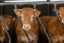 Three brown cows behind bars