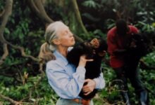 A photo of Jane Goodall holding a chimp in the jungle