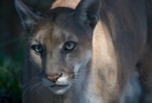 a close-up of a Florida panther