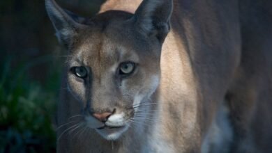 a close-up of a Florida panther
