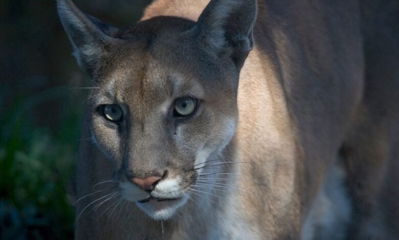 a close-up of a Florida panther