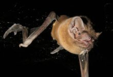 Noctule الخفافيش في الطيران
